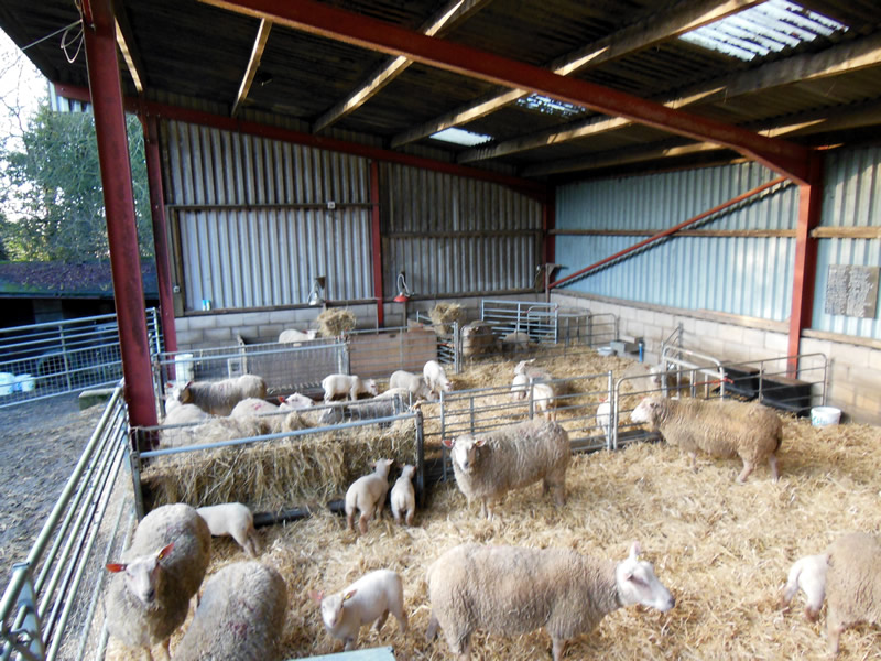 2013 Lamb Crop